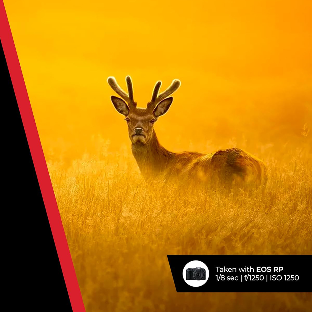 Canon RF 100-400mm F5.6-8 IS USM Lens